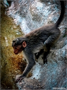 _DSF9303 (Copy)